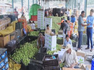 जिला कुल्लू की सब्ज़ी मंडियों में बागवानों को नाशपाती के मिल रहे अच्छे दाम