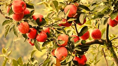 Himachal Apple Season: हिमाचल प्रदेश में सेब उत्पादन का क्षेत्र तो बढ़ा मगर पैदावार उस अनुपात में नहीं, जानें